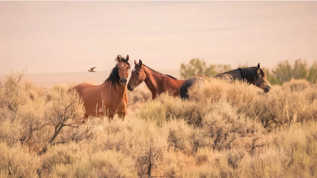 Damonte Ranch wild horses